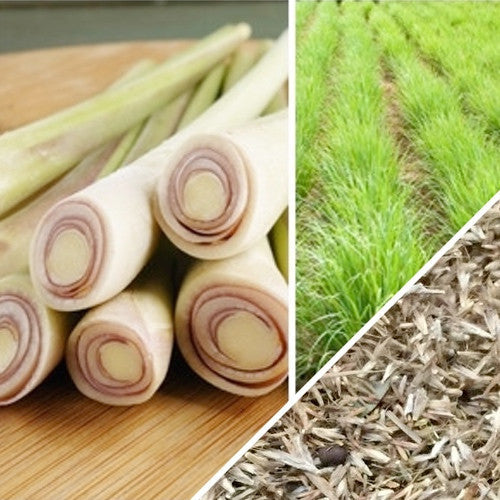 Lemon grass seeds from SeedsNow, small brown seeds suitable for planting lemon grass in herb gardens.