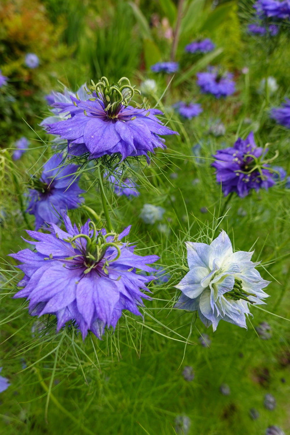 Love-in-a-Mist flower seeds from SeedsNow-Flowers, showing the seed packets with colorful flower images and plant details.