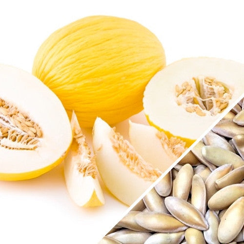 Amarillo Oro melon seeds by SeedsNow, displaying vibrant yellow melon seeds on a white background.