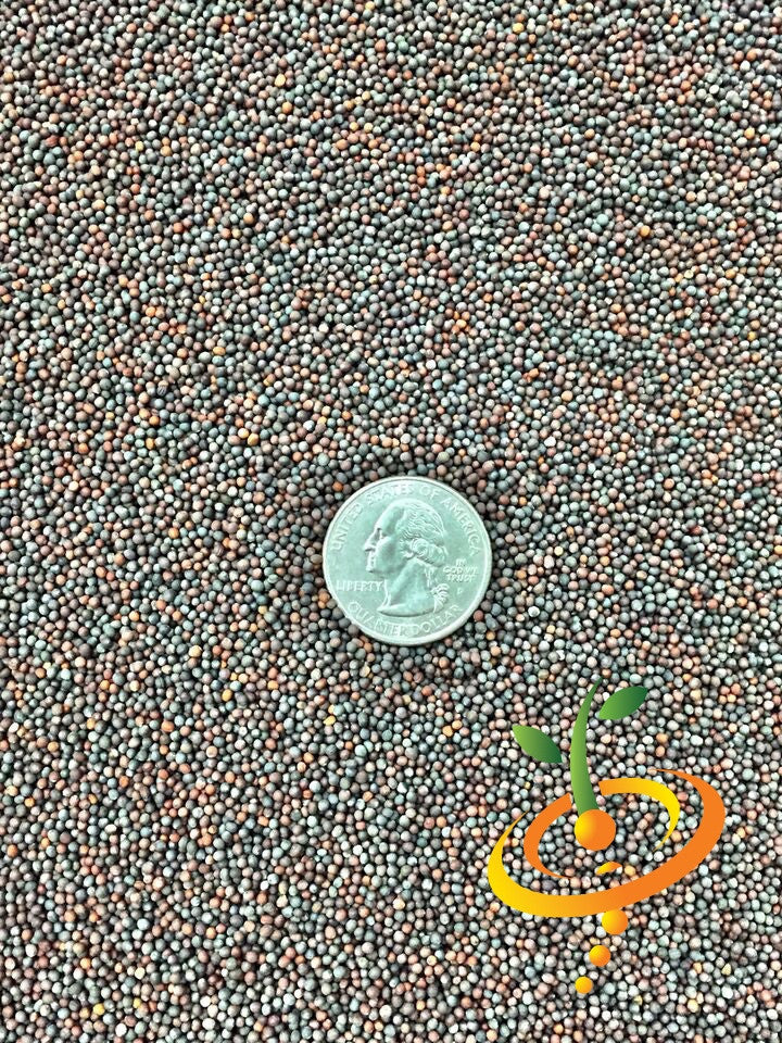 Close-up of mustard Mizuna seeds with a quarter coin for scale.