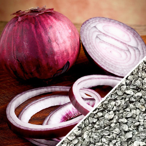 Red Burgundy onion whole, sliced rings, and seeds close-up on wooden surface
