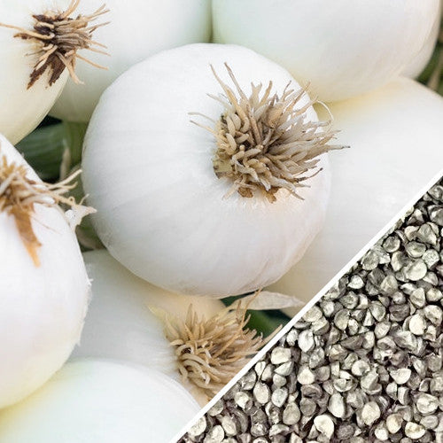 White Globe Southport onion seeds from SeedsNow, showing packaged seeds ready for planting.