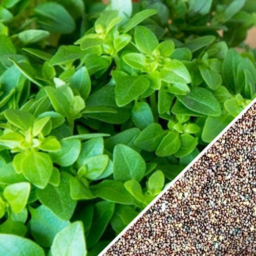 Close-up of fresh oregano leaves and Italian oregano seeds for planting