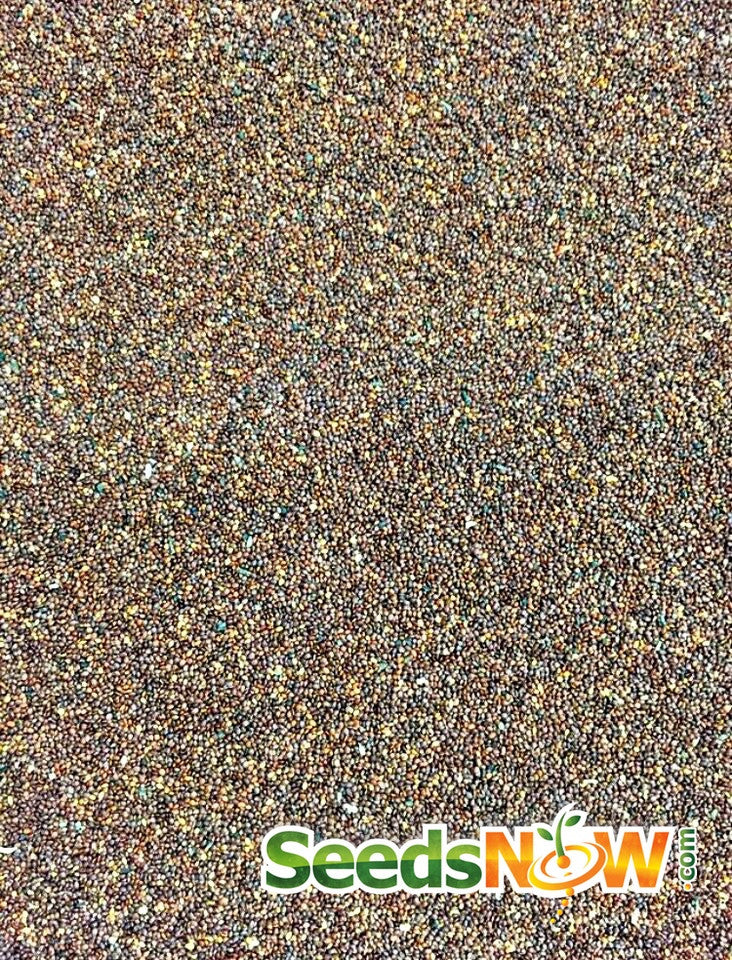 Close-up image of Oregano Italian seeds from SeedsNow showing small, multicolored herbal seeds.