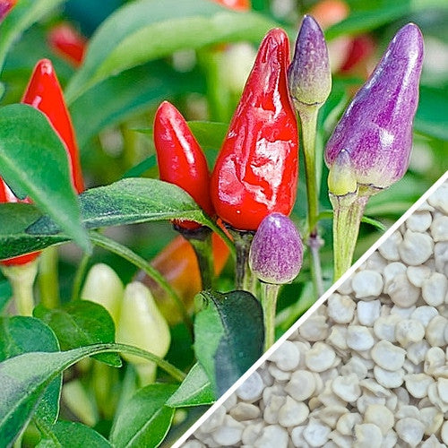 Hot Firecracker pepper seeds from SeedsNow, showing vibrant red pepper seeds with fiery hot flavor potential.