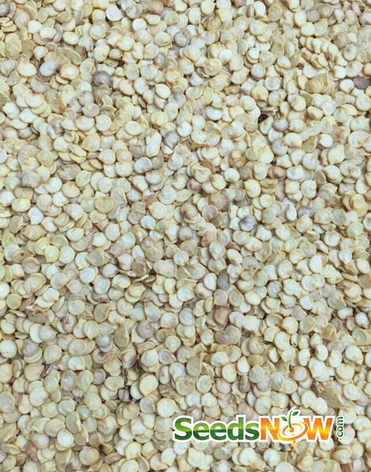 Sweet orange Horizon pepper seeds from SeedsNow, small orange pepper seeds for gardening and planting.