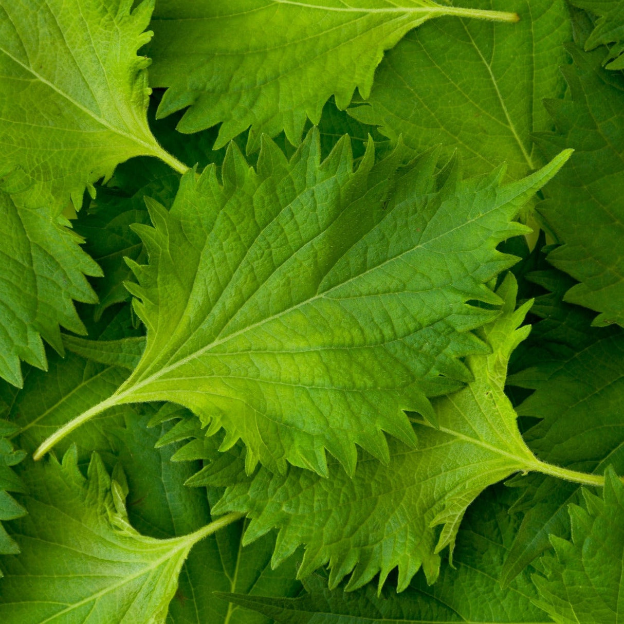 Buy fresh high-quality Green Shiso Perilla frutescens, Perilla Leaf, Japanese Basil seeds for sale online in the USA for your organic vegetable garden.