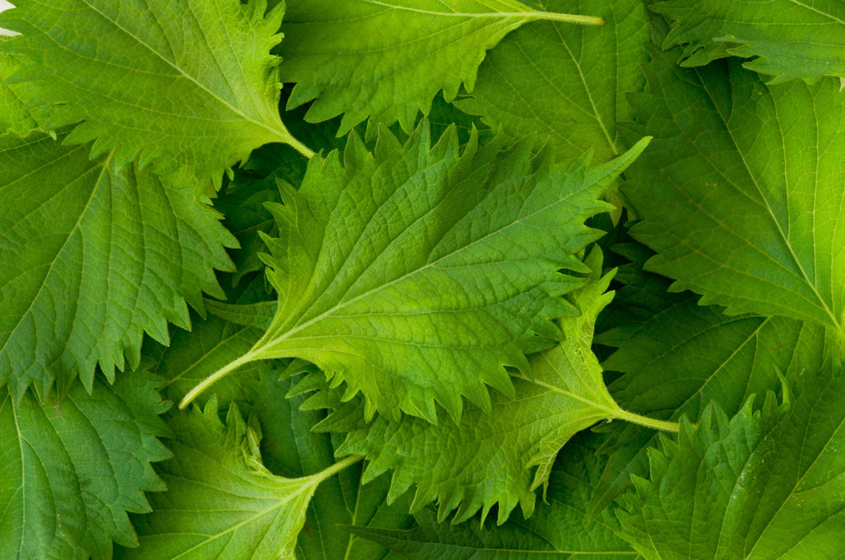 Green Shiso (Perilla Leaf, Japanese Basil) seeds from SeedsNow, showing fresh green Perilla leaves with serrated edges and vibrant color.