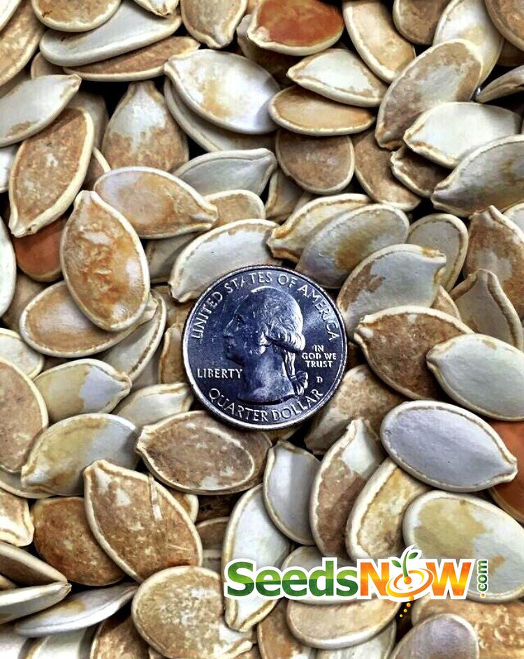 Fresh Cinderella pumpkin seeds from SeedsNow, showcasing vibrant green pumpkin seeds on a white background.