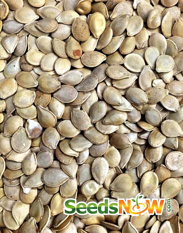 Close-up of Jack Be Little pumpkin seeds from SeedsNow, showing small, striped pumpkin seeds suitable for planting or snacking.