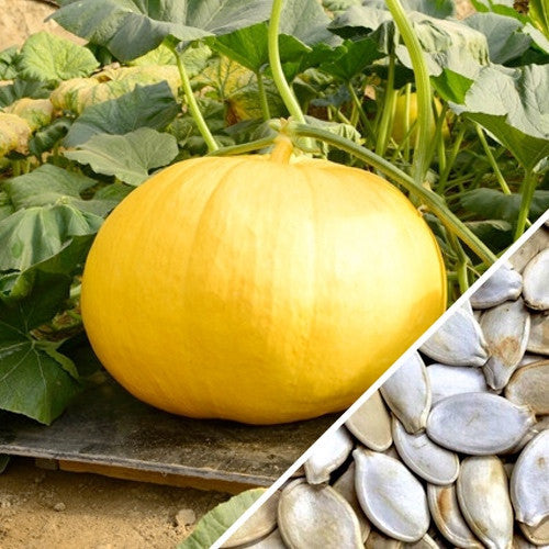 Yellow pumpkin from SeedsNow, variety Paris with vibrant orange skin and visible seeds, fresh and ripe for harvest.
