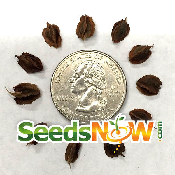 Fresh Rhubarb Victoria seeds from SeedsNow, ready for planting in your garden. Bright green leaves and healthy seed packets shown.