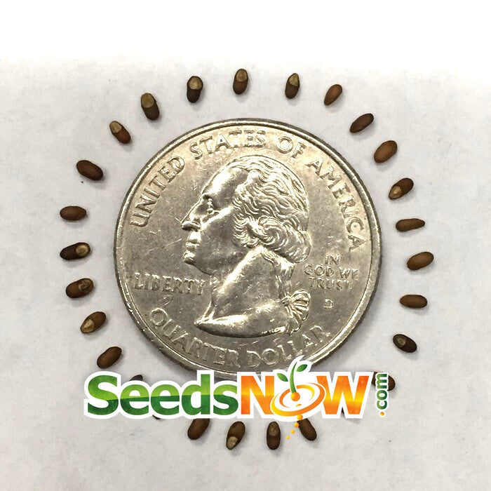 Close-up of rosemary seeds from SeedsNow, showing small, brown seeds ideal for planting and growing fresh rosemary herbs.