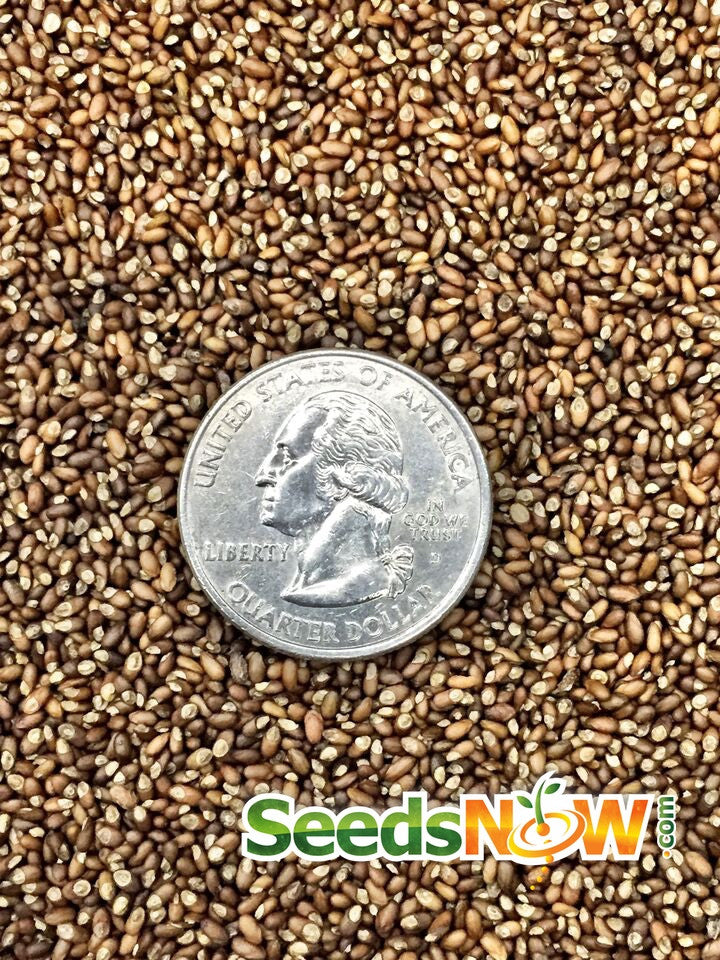Close-up of rosemary seeds from SeedsNow, showing small, brown herb seeds ideal for planting rosemary in your garden.