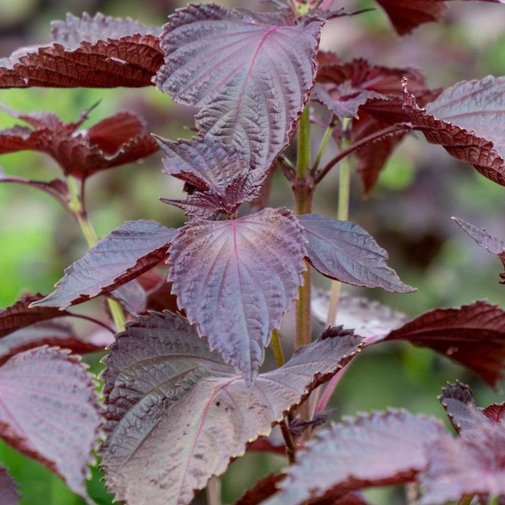 Buy Red Shiso Perilla frutescens Perilla Leaf Japanese Basil seeds