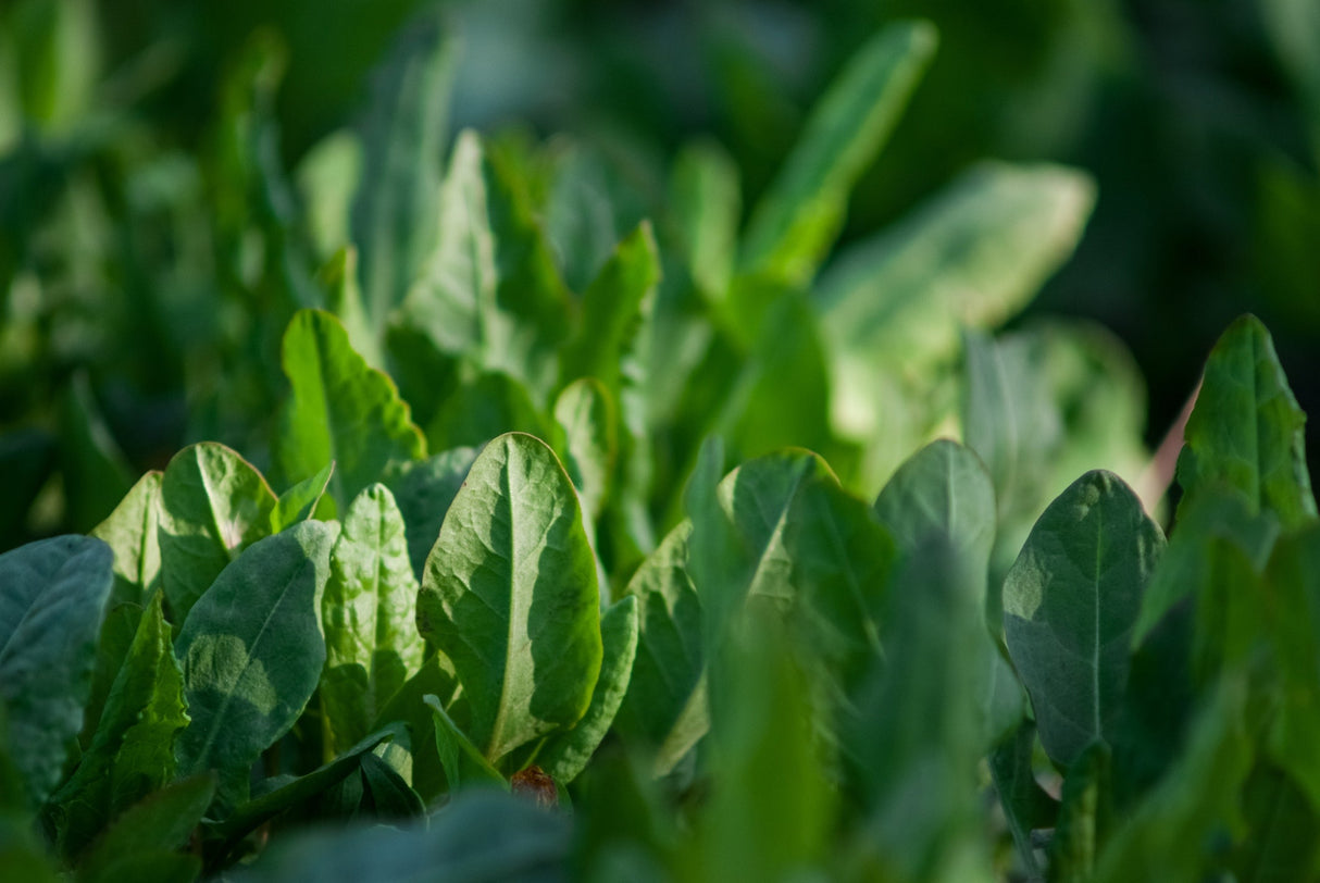 Fresh broadleaf sorrel seeds from SeedsNow, showing vibrant green seeds ideal for planting in gardens or containers.