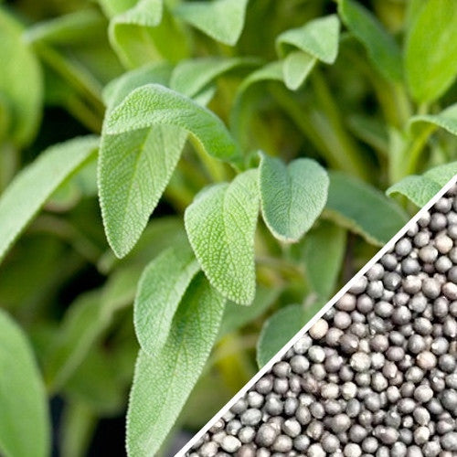Close-up of Sage broadleaf seeds from SeedsNow, showing small, brown seeds suitable for planting and herb cultivation.