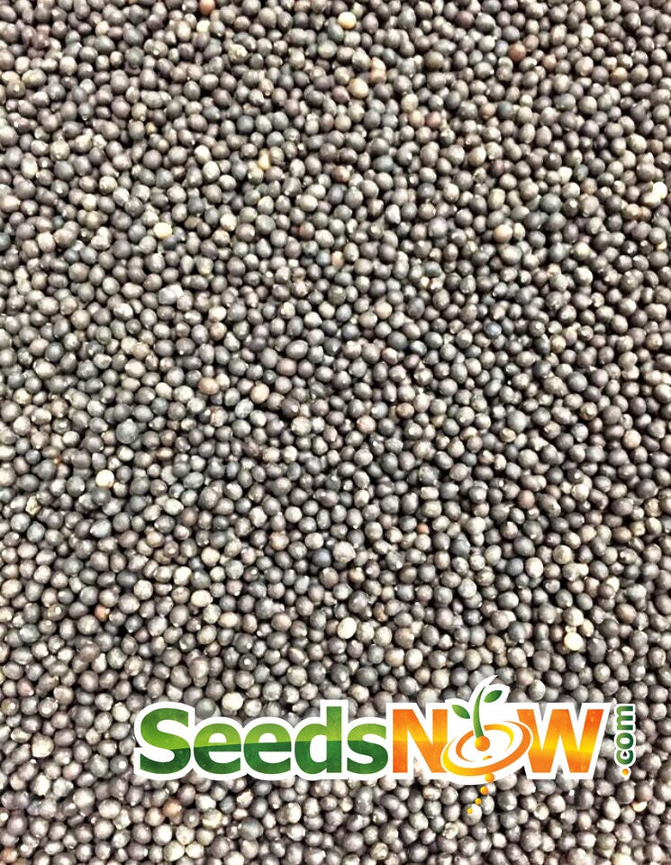 Fresh green broadleaf sage seeds from SeedsNow, ready for planting in herb gardens or culinary use.