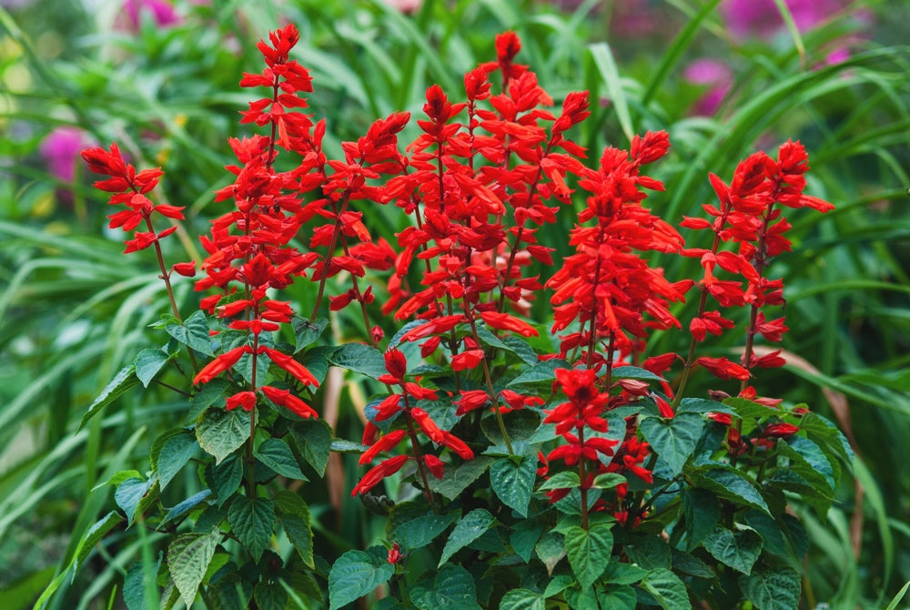 Scarlet Sage flower seeds from SeedsNow-Flowers, close-up of vibrant red and green seed packaging with plant illustrations