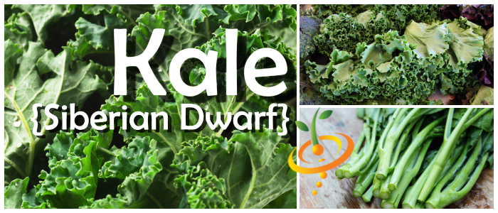 Siberian Dwarf Kale seeds from SeedsNow, showing small green kale seed packets with detailed plant images on the label.