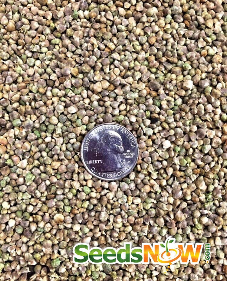 Close-up of SeedsNow Bloomsdale spinach seeds in a small pile, showcasing their round, dark green seed appearance.