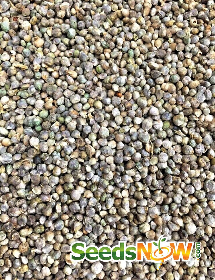Close-up of Spinach Noble Giant seeds scattered densely with SeedsNow logo at the bottom