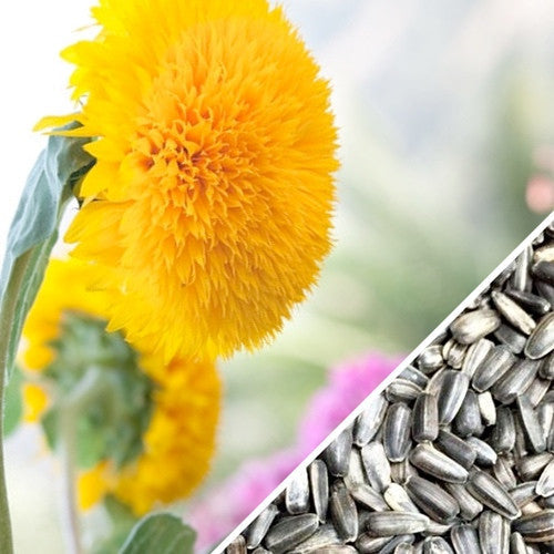 Tall Sunflower seeds, Sun Gold variety by SeedsNow, showing bright yellow sunflower blooms with green leaves.