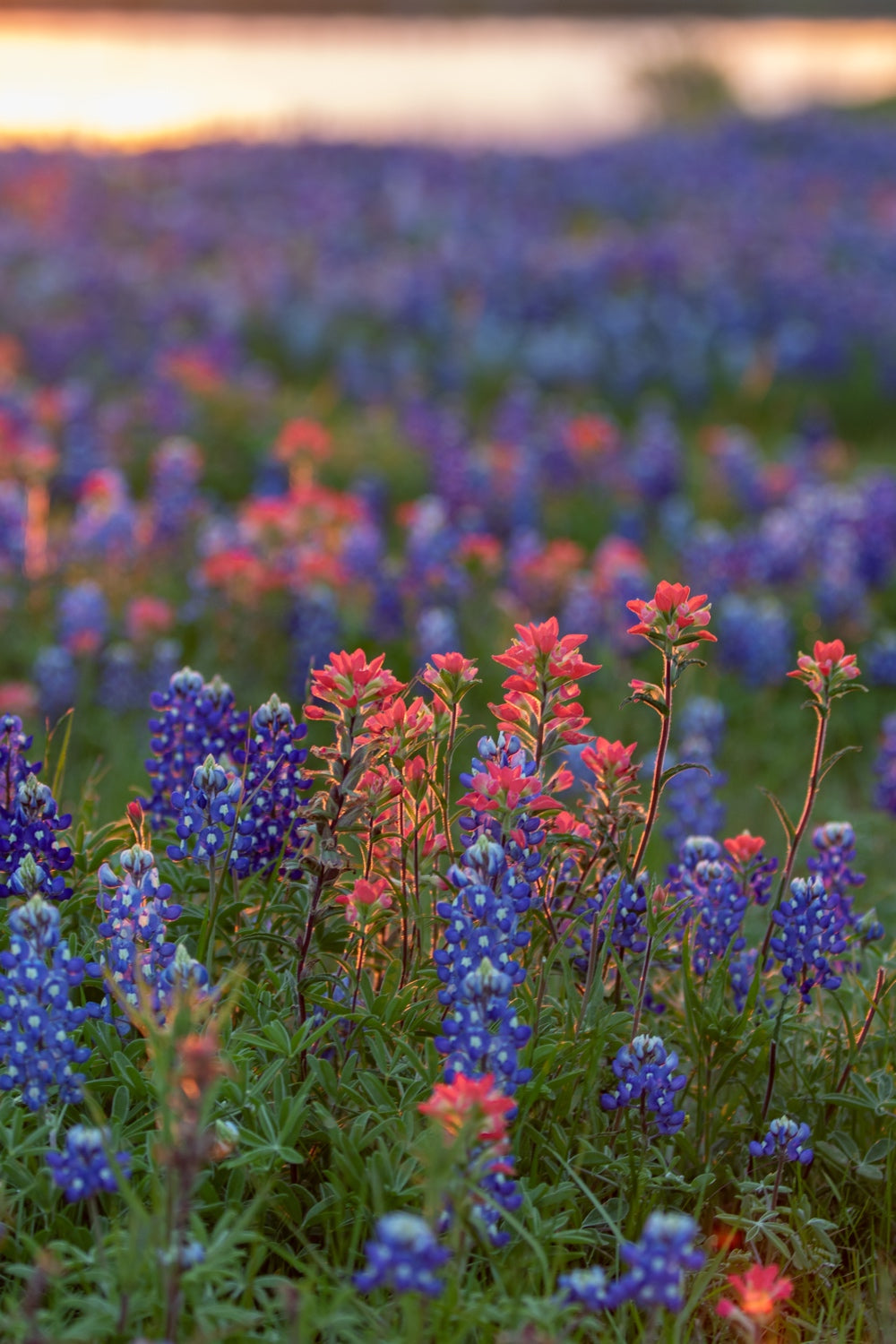 Close-up of Lupine Texas Bluebonnet flower seeds from SeedsNow-Flowers, ready for planting or sowing in gardens.