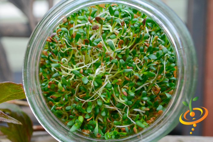 Close-up of organic alfalfa sprouts growing densely in a glass jar for indoor sprouting
