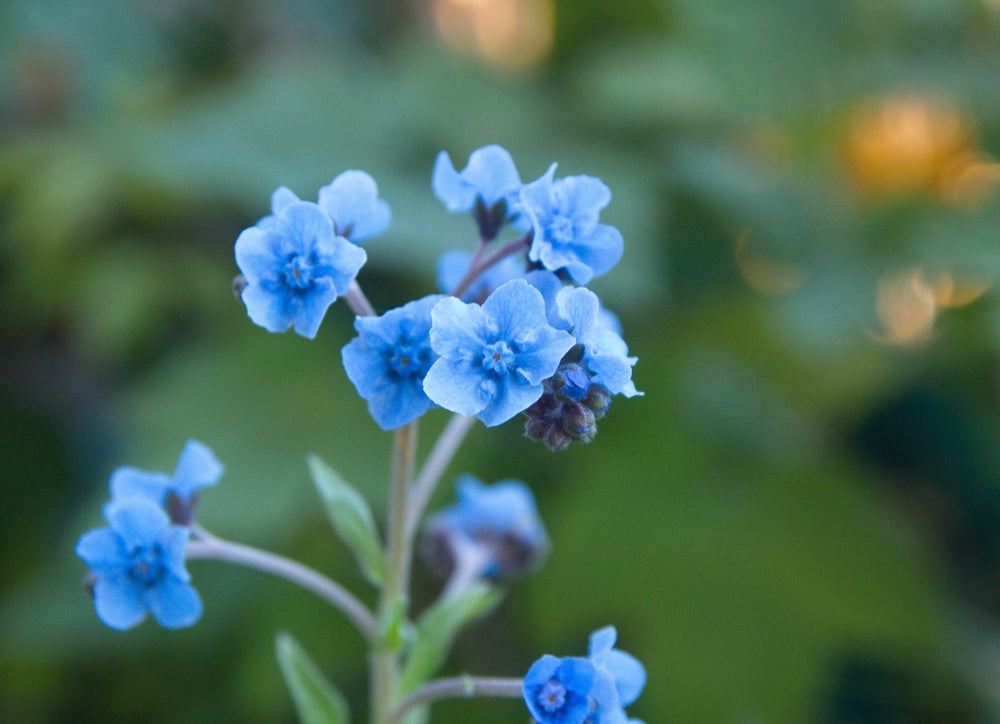 Forget-Me-Not flower seeds from SeedsNow-Flowers, showing small blue seed packets with floral illustrations.