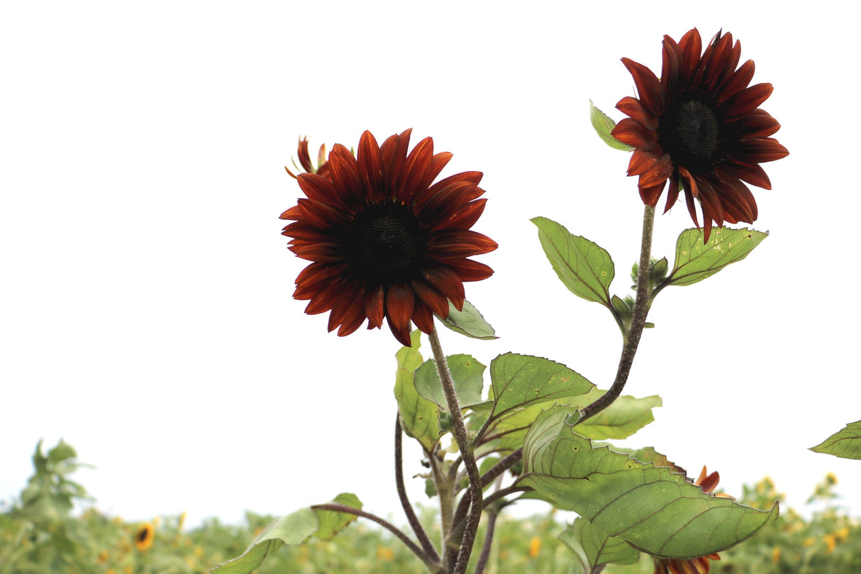 Chocolate Cherry sunflower seeds with dark red petals and green leaves against a white background
