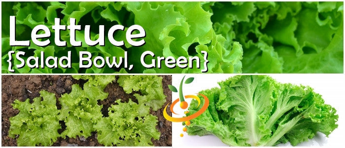 Salad Bowl Green Lettuce fresh leafy greens close-up and growing in soil for home gardening