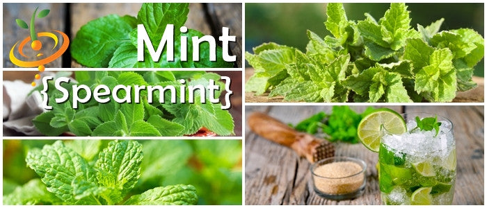 Spearmint seeds from SeedsNow, showing fresh green mint seeds ready for planting or gardening.