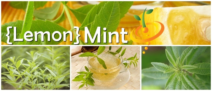 Fresh mint leaves and lemon seeds in a clear container, showcasing SeedsNow mint seed packaging for planting.