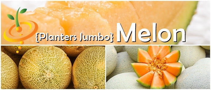 Fresh cantaloupe melon growing from SeedsNow jumbo melon seed plant, lush green vines with ripe orange cantaloupe fruit.