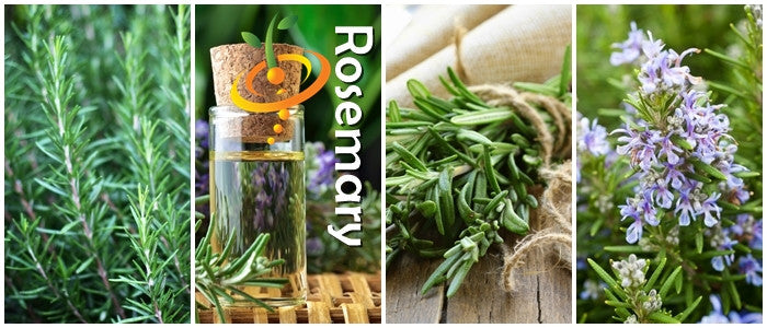 Rosemary seeds from SeedsNow, small brown seeds ideal for herb gardening and culinary use, shown in the image.