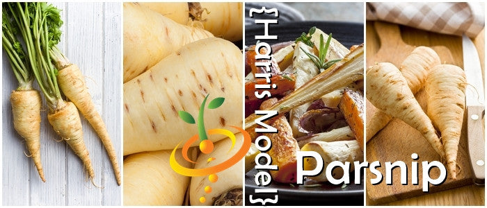 Harris Model parsnips fresh unpeeled and cooked root vegetable close-up