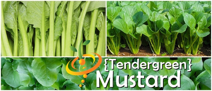 Close-up of fresh Tendergreen mustard greens plants growing in soil with text overlay "Tendergreen Mustard"