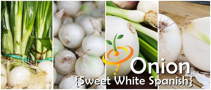 Spanish Sweet White Onion bulbs and green stalks in multiple close-up views with text overlay