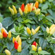 Pepper (Hot) - NuMex, Twilight π₯π₯π₯ (HYBRID) - SeedsNow.com