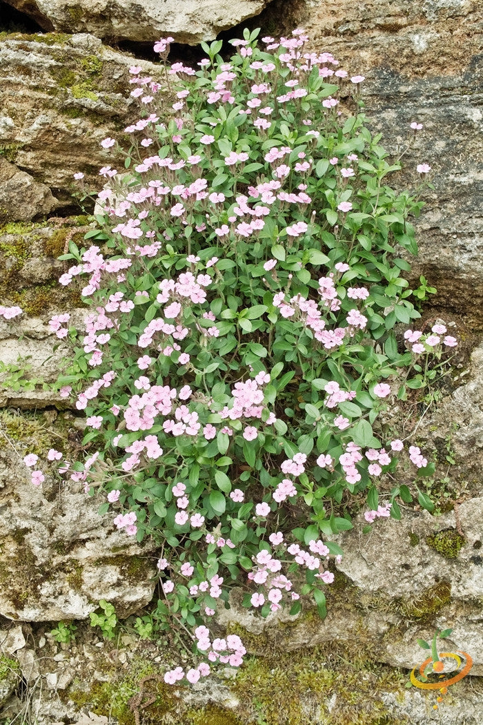 Soapwort flower seeds from SeedsNow, showing vibrant soapwort flowers and green foliage on a natural background.