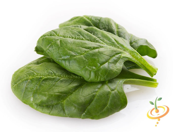 Fresh green spinach leaves from Matador Viking seeds by SeedsNow, shown in a close-up shot on a white background.
