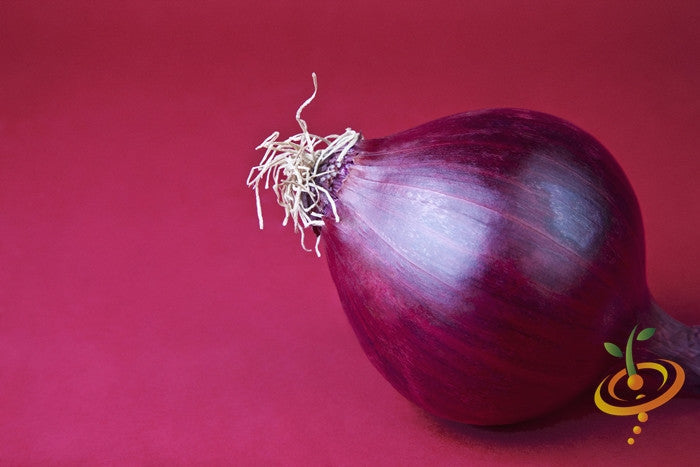 Red Grano short day onion seeds from SeedsNow, showing healthy onion seed packets on a white background.