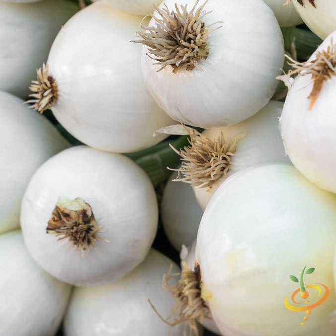 Buy Long Day White Globe Southport Onion seeds online from the USA now. Produces medium-sized white globe onions ideal for salads; easy to grow, 120-day maturity.