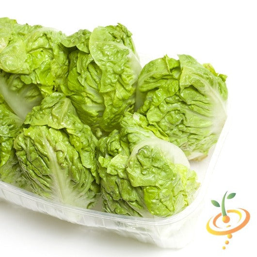 Little Gem Lettuce seeds for sale to buy online from the USA. Romaine-type mini dwarf lettuce! Open-pollinated, USA-quality, Heirloom, NON-GMO organic seeds & more!