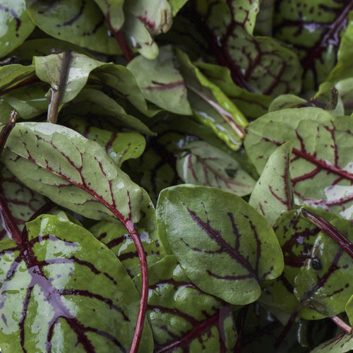 Buy fresh Sorrel Red Vein Seeds for sale Online from the USA Now!