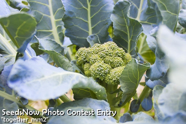 Close-up of Broccoli - Di Cicco seeds growing with blue-green flower heads and large leaves