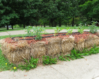 How To Successfully Plant a Straw/Hay Bale Garden