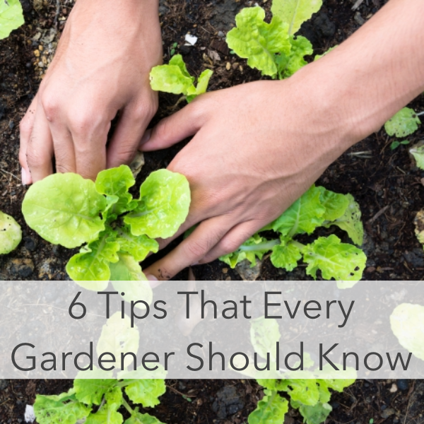6 Tips That Every NEW Gardener Should Know