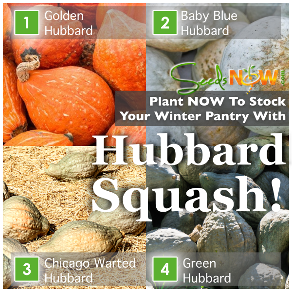 Plant These Hubbard Squash Varieties for a WELL-STOCKED Winter Pantry!